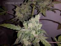 Picture from buzzy [Cheese Autoflowering]