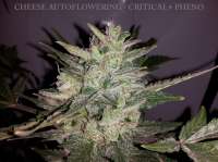 Dinafem Cheese Autoflowering - photo made by buzzy