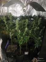 Picture from cannagrower420 (Industrial Plant)