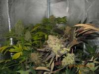 Picture from guerillagrower (Moby Dick)