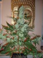 Picture from merlin (Moby Dick Autoflowering)