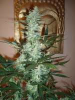 Picture from merlin (Moby Dick Autoflowering)