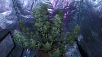 Picture from ThinkDifferent (Moby Dick XXL Autoflowering)