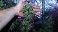 Picture from ThinkDifferent (Moby Dick XXL Autoflowering)