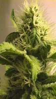 Picture from billye (Power Kush)