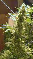 Picture from billye (Power Kush)