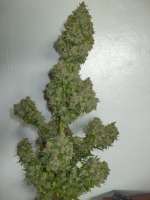 Picture from tencer (White Widow)