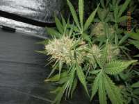 Picture from djcgio (White Widow Autoflowering)