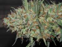 Dinafem White Widow Autoflowering - photo made by djcgio