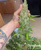 Divine Seeds Auto Big Demon - photo made by DivineSeedsSupport