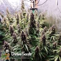 Divine Seeds Auto Black Opium - photo made by DivineSeedsSupport