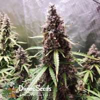 Picture from DivineSeedsSupport (Auto Black Opium)