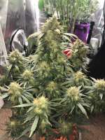 Divine Seeds Auto Blueberry - photo made by DivineSeedsSupport