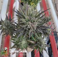 Divine Seeds Auto Deadryder - photo made by DivineSeedsSupport