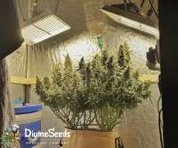 Picture from DivineSeedsSupport (Auto Kabul)