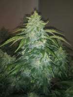 Picture from DivineSeedsSupport (Auto White Russian)