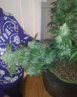 Picture from DivineSeedsSupport (Auto White Russian)