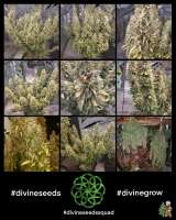 Divine Seeds Mazar - photo made by DivineSeedsSupport