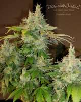 Picture from HydroOrganicFla (Dominion Diesel)