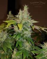 Picture from HydroOrganicFla (Dominion Diesel)