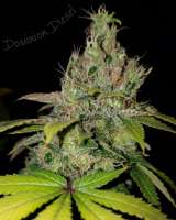 Picture from HydroOrganicFla (Dominion Diesel)