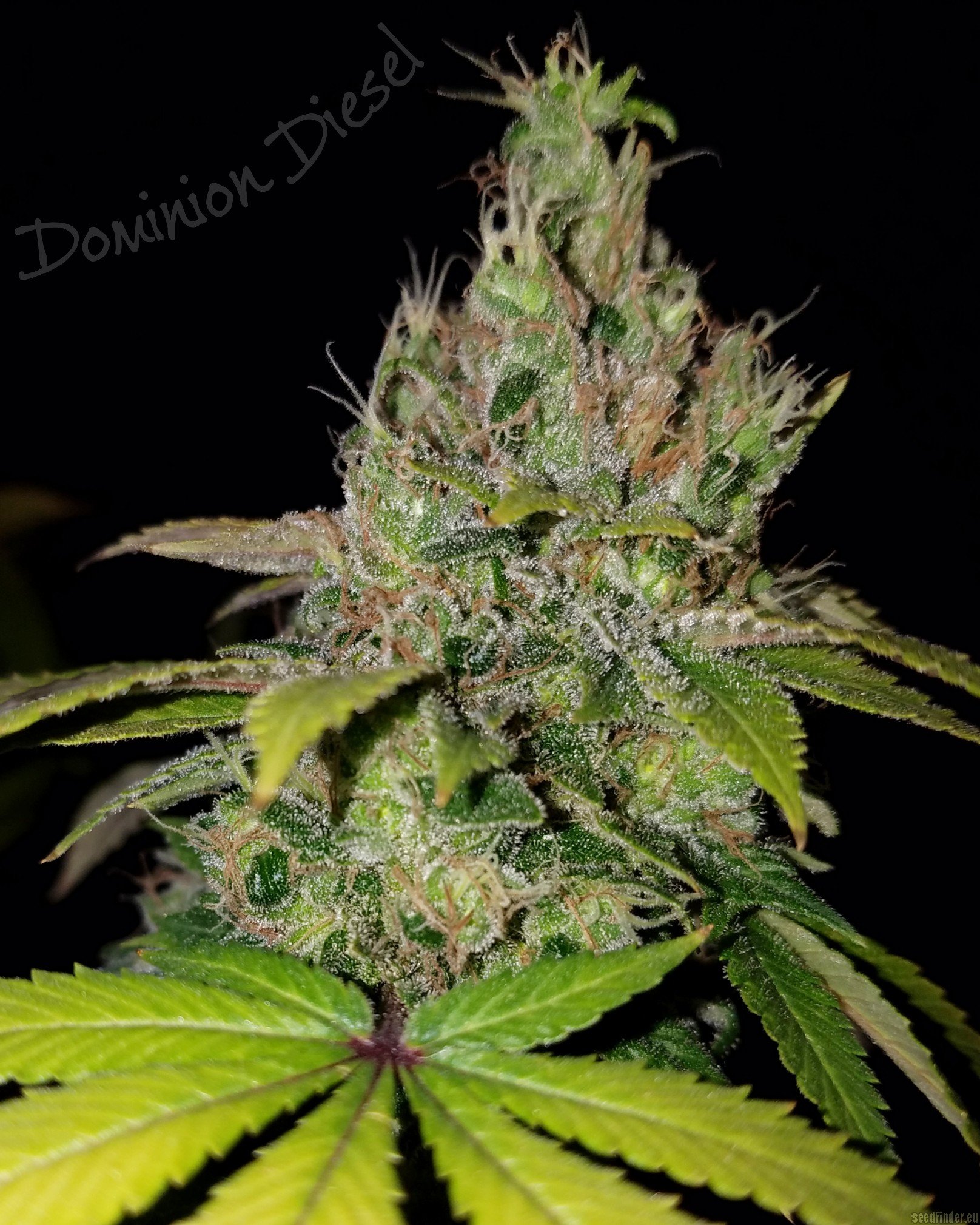 dominion-diesel-dominion-seed-company-cannabis-strain-info