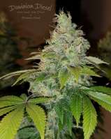 Picture from HydroOrganicFla (Dominion Diesel)