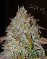 Picture from HydroOrganicFla (Supa Fly)