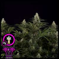 Domus Seeds Critical Kush - photo made by DomusSeeds