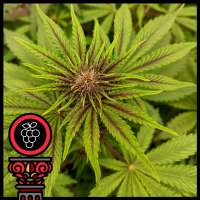 Domus Seeds Redberry Express - photo made by DomusSeeds
