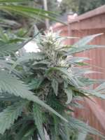Picture from Ziggster420 (Iranian G13)