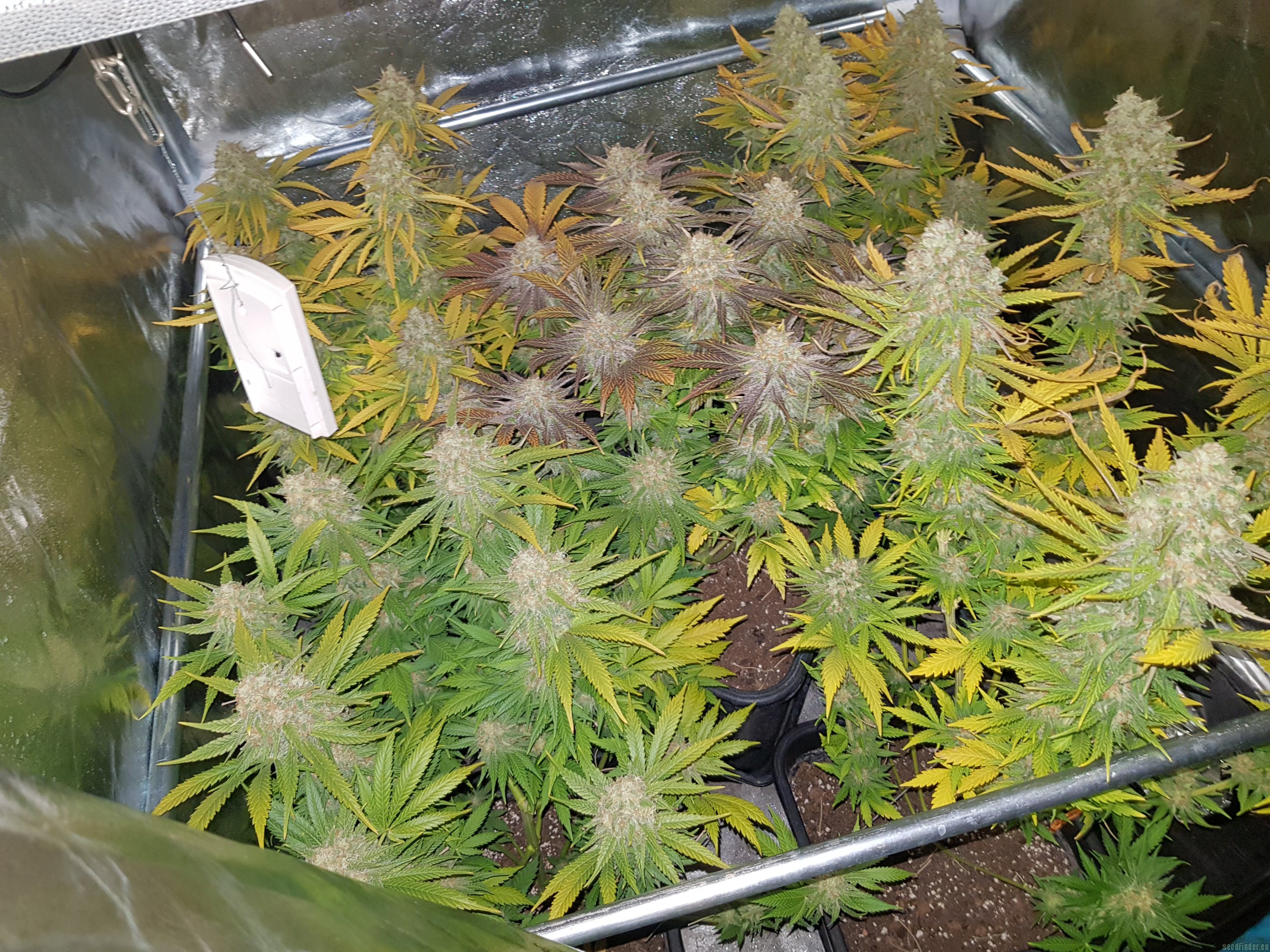 Strain-Gallery: The Incredible Bulk (Dr. Krippling Seeds) PIC