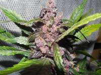 Picture from frankfaux [AutoBlackberry Kush]