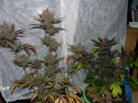 Picture from frankfaux [AutoBlackberry Kush]