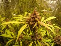 Picture from kyuss (AutoBlackberry Kush)