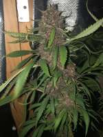 Picture from Virke (Durban Poison)