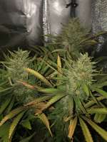 Picture from Virke (Durban Poison)