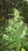 Picture from Roadkill420 (Frisian Dew)