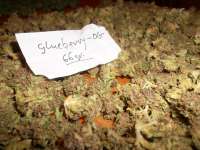 Picture from BlueFox (Glueberry OG)