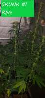 Picture from HippieStashGenetics (Skunk Nr1)