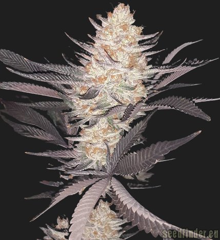 Dying Breed Seeds Peach Ringz