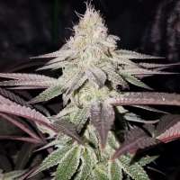 Dynasty Seeds Huckleberry Kush - photo made by Russell405