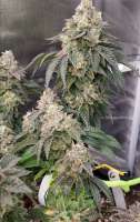 Pic for Sherbet Cookies (Elev8 Seeds)
