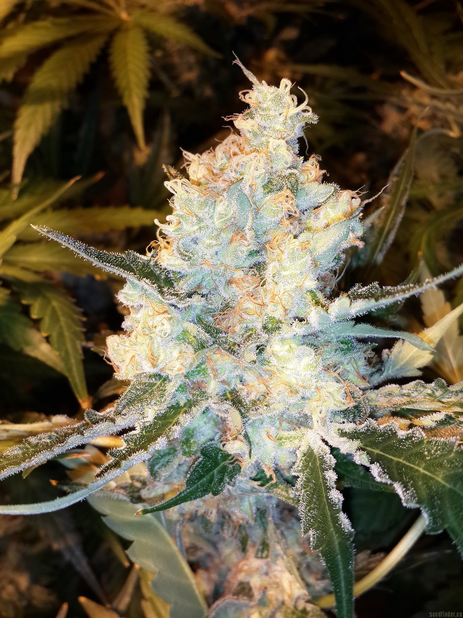 Lost Coast OG (Emerald Triangle) :: Cannabis Strain Info