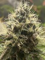 Picture from Zombikushaddicted (Ipanema Kush)