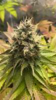 Eureka Seeds Org Ipanema Kush - photo made by Zombikushaddicted