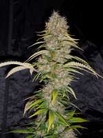 Excalibur (Eva Female Seeds) :: Cannabis Strain Gallery - Page No.2