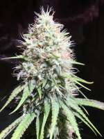 Picture from Egoist (Afghan Skunk)