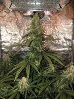 Picture from Egoist (Afghan Skunk)