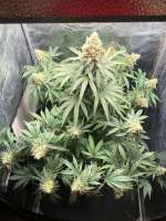 Picture from Egoist (Afghan Skunk)